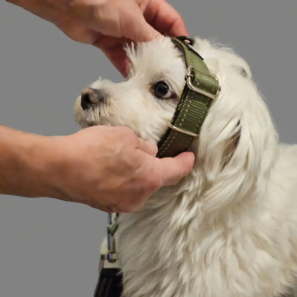 halsband martingaal voor hond om over het hoofd te schuiven.webp