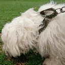 martingaal halsband veilig strak rond de hals groen.webp