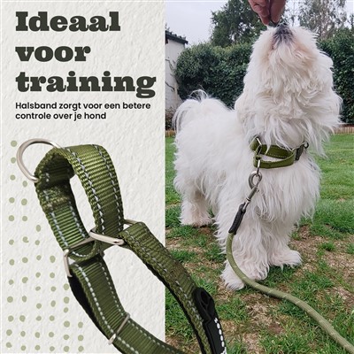 Halsband training