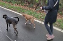Leiband groen twee samen