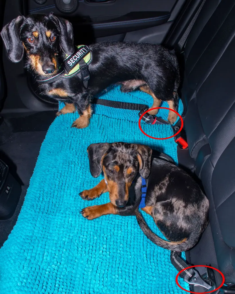 autogordel voor honden klip en haak op achterbank.webp