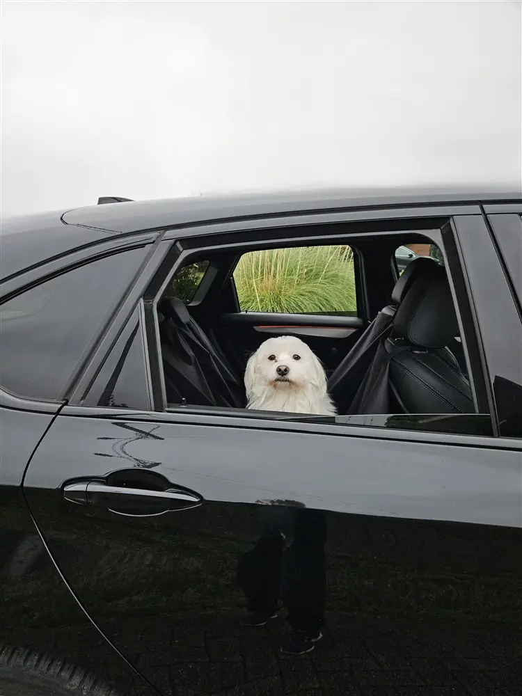 hond in auto met raam open en doggz autogordel (750 x 1000).webp