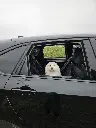 hond in auto met raam open en doggz autogordel (750 x 1000).webp